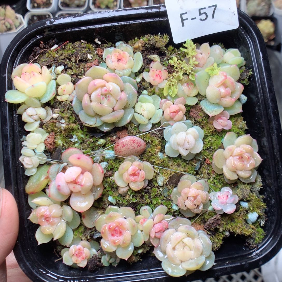 无花朵F57。yyyyyy