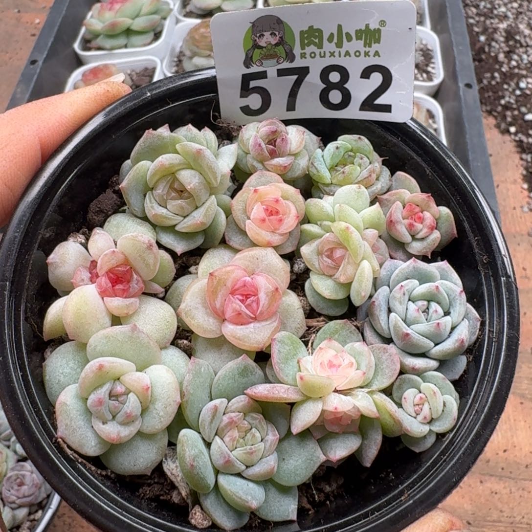 多肉植物多肉植物