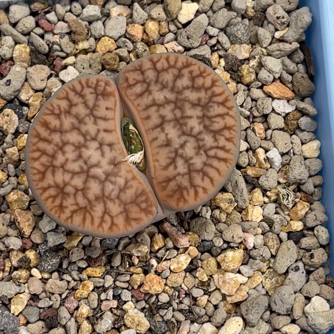 9047红曲1尺寸3.3