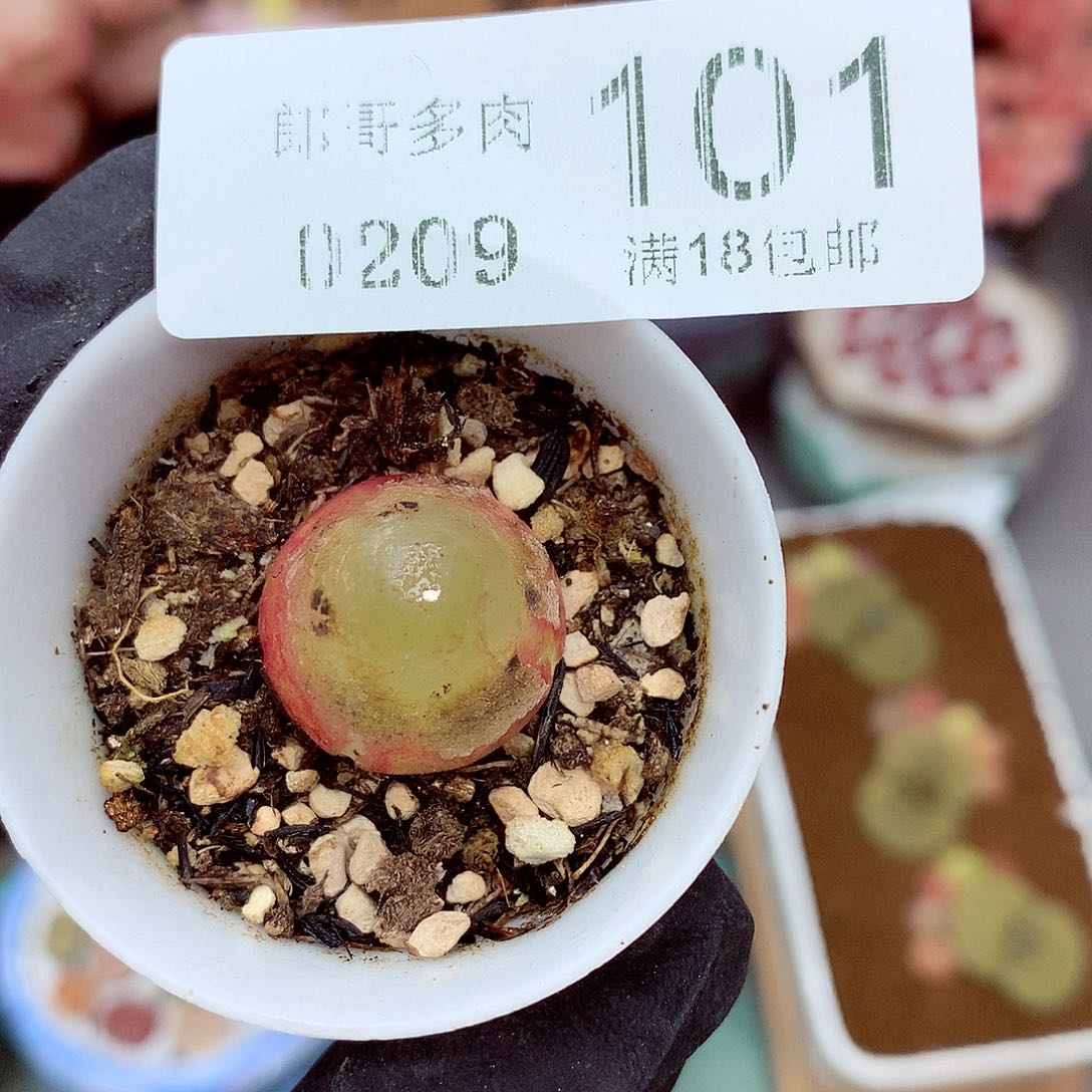 郎哥多肉生石花9-101