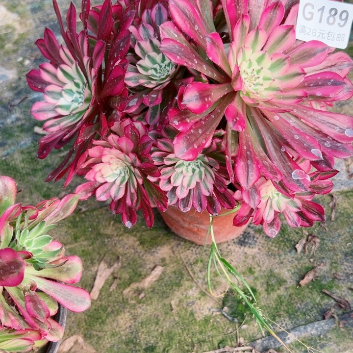 189铜壶锦多肉植物