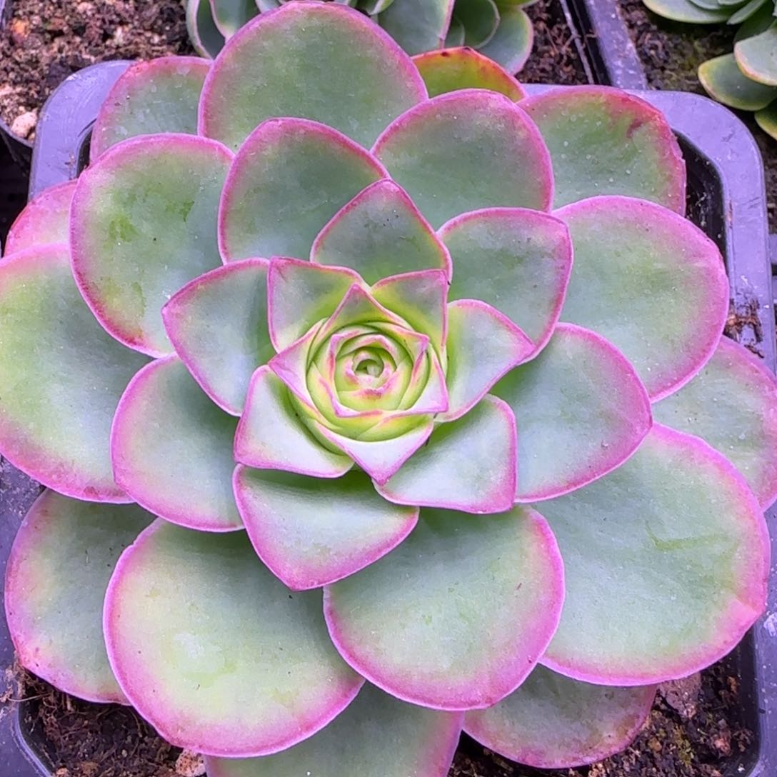 8厘米老庄紫红色玫瑰1111242427