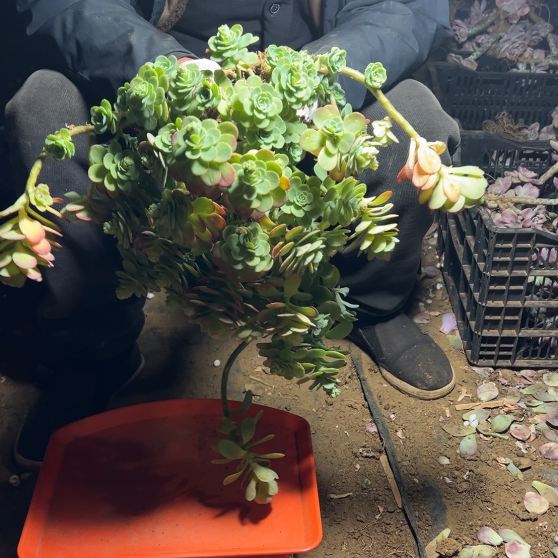 地栽薄化妆28公分（包邮不包损）