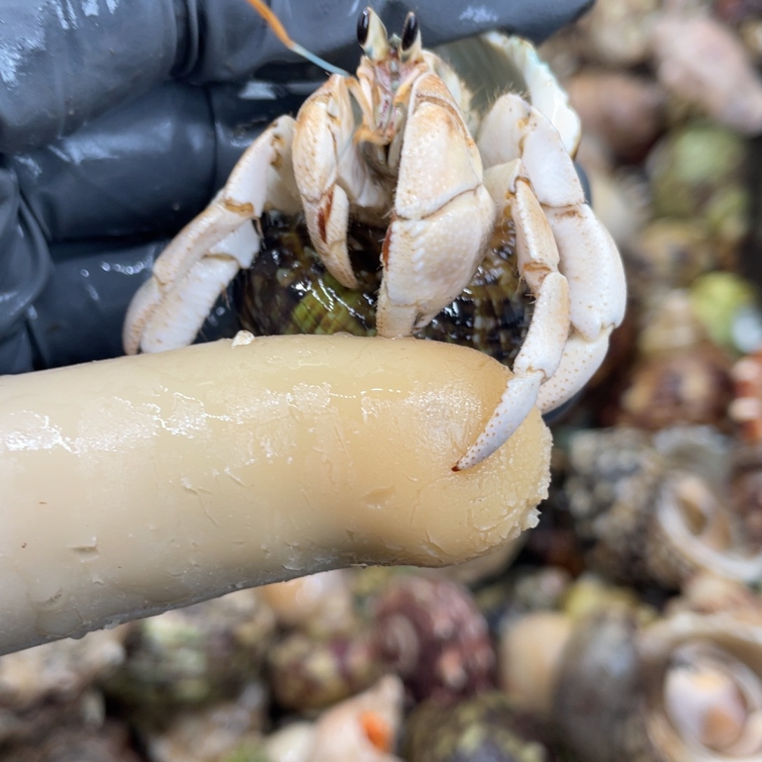 不退不换活体宠物81