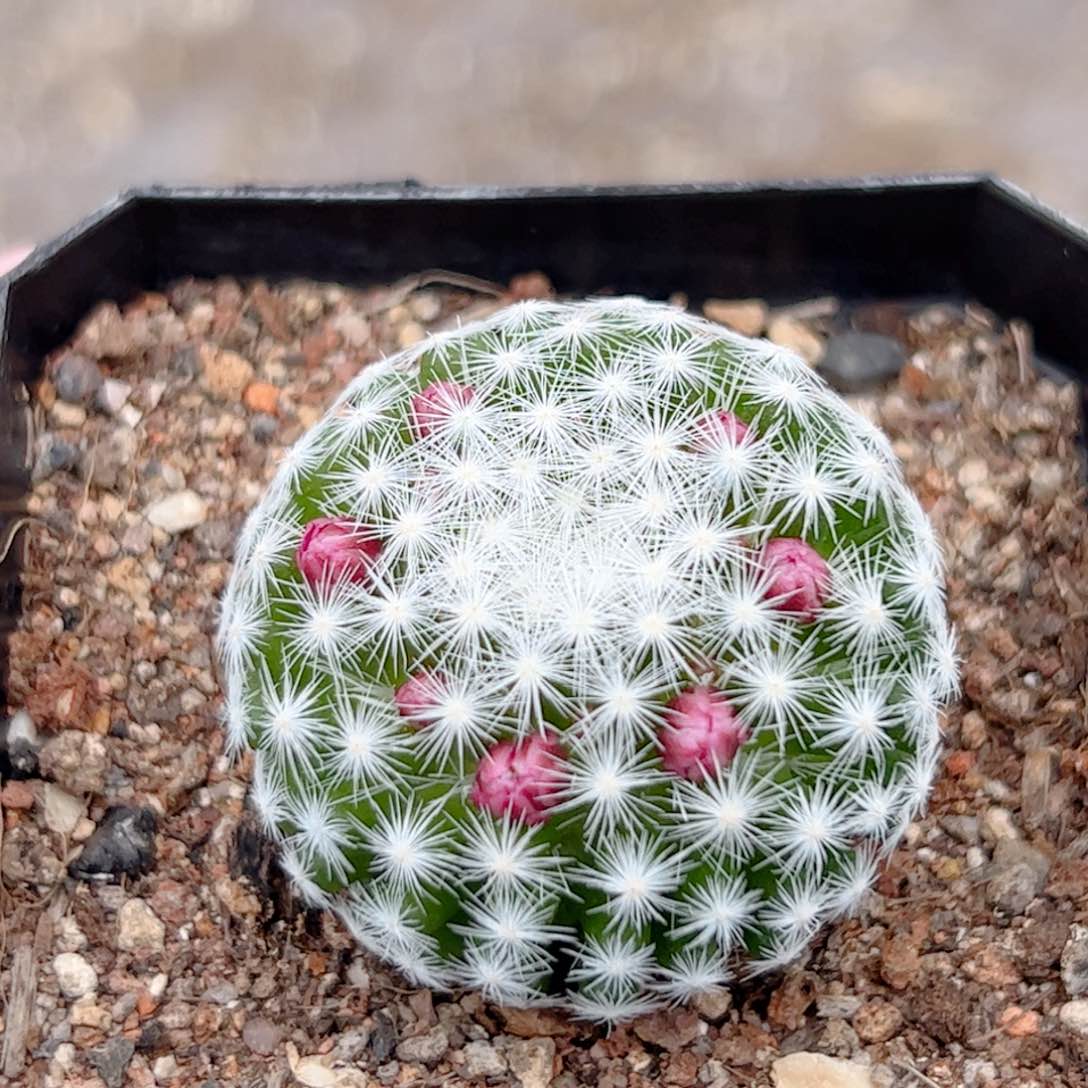 实生 姬春星仙人球