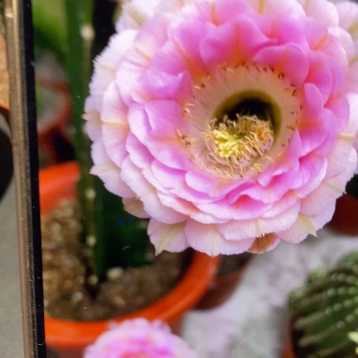 彩草520侧芽3.5公分左右微瑕