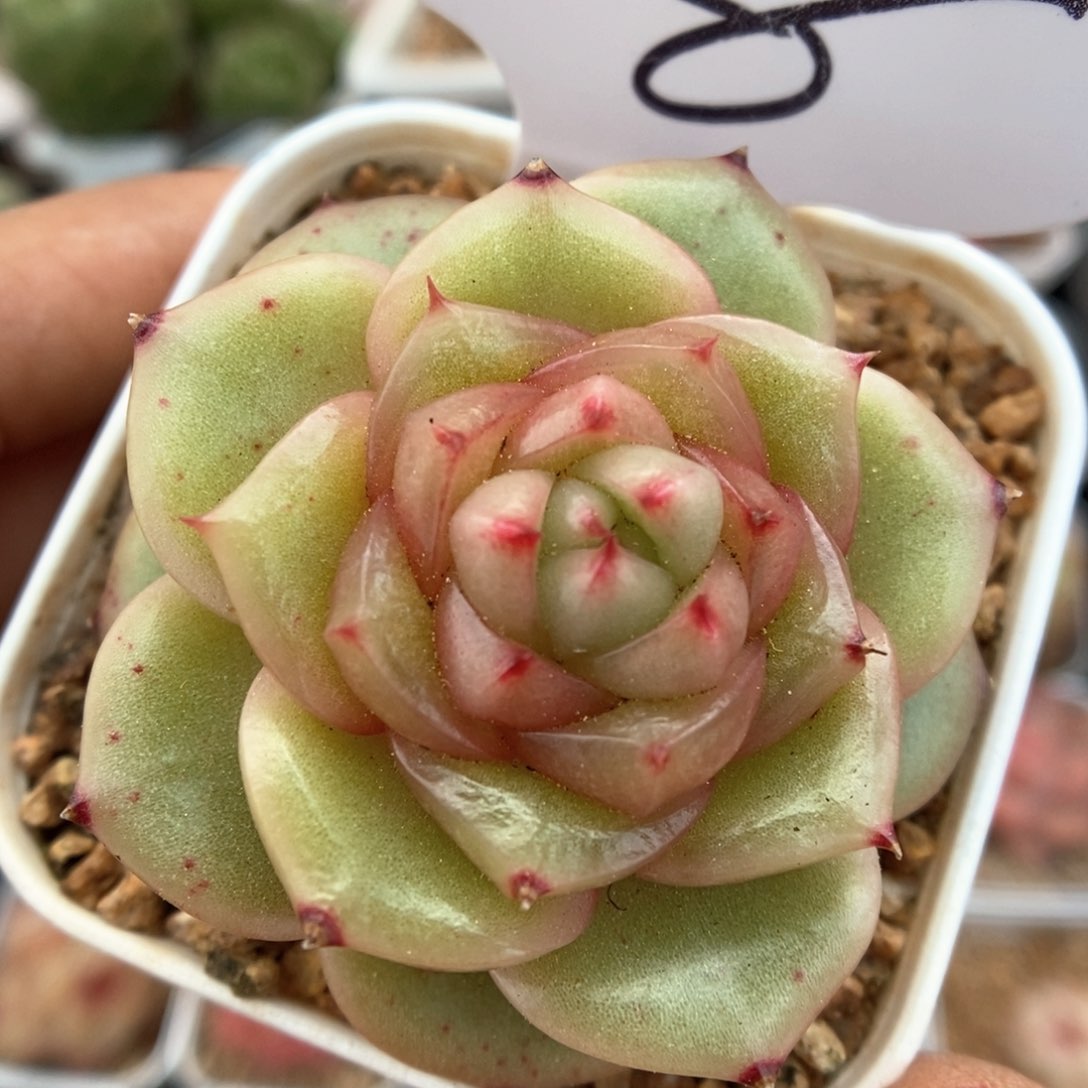 玉芷珍妮可拍326号。 