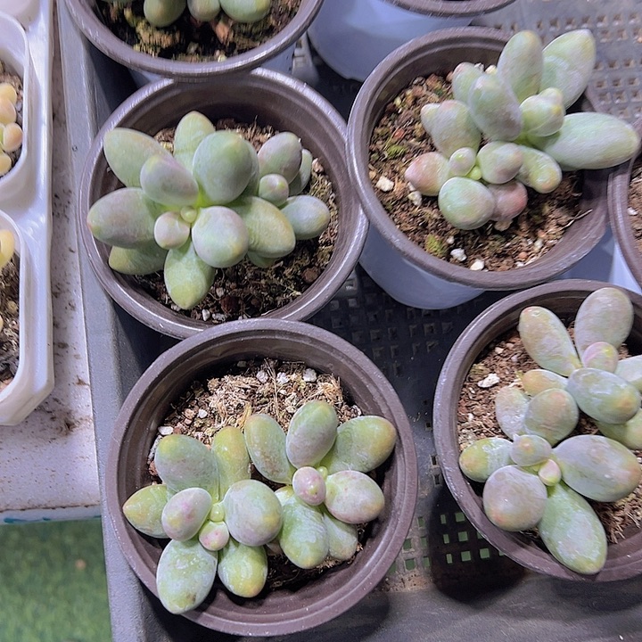 大糖果美人19包邮多肉植物