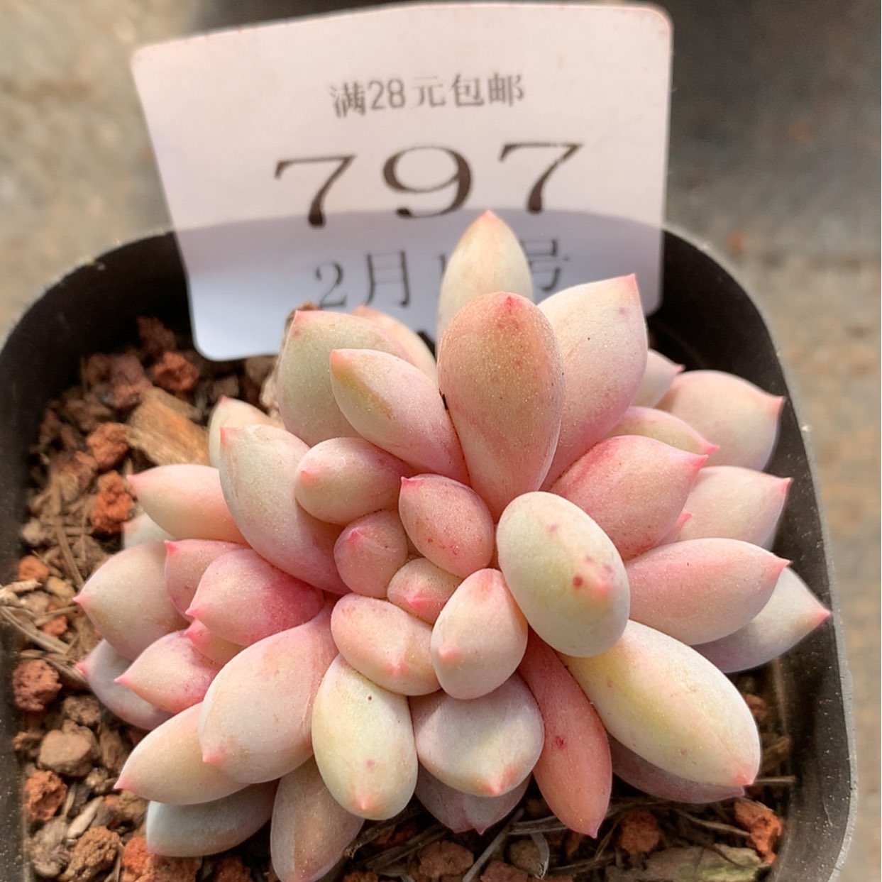 【闪购商品】云797