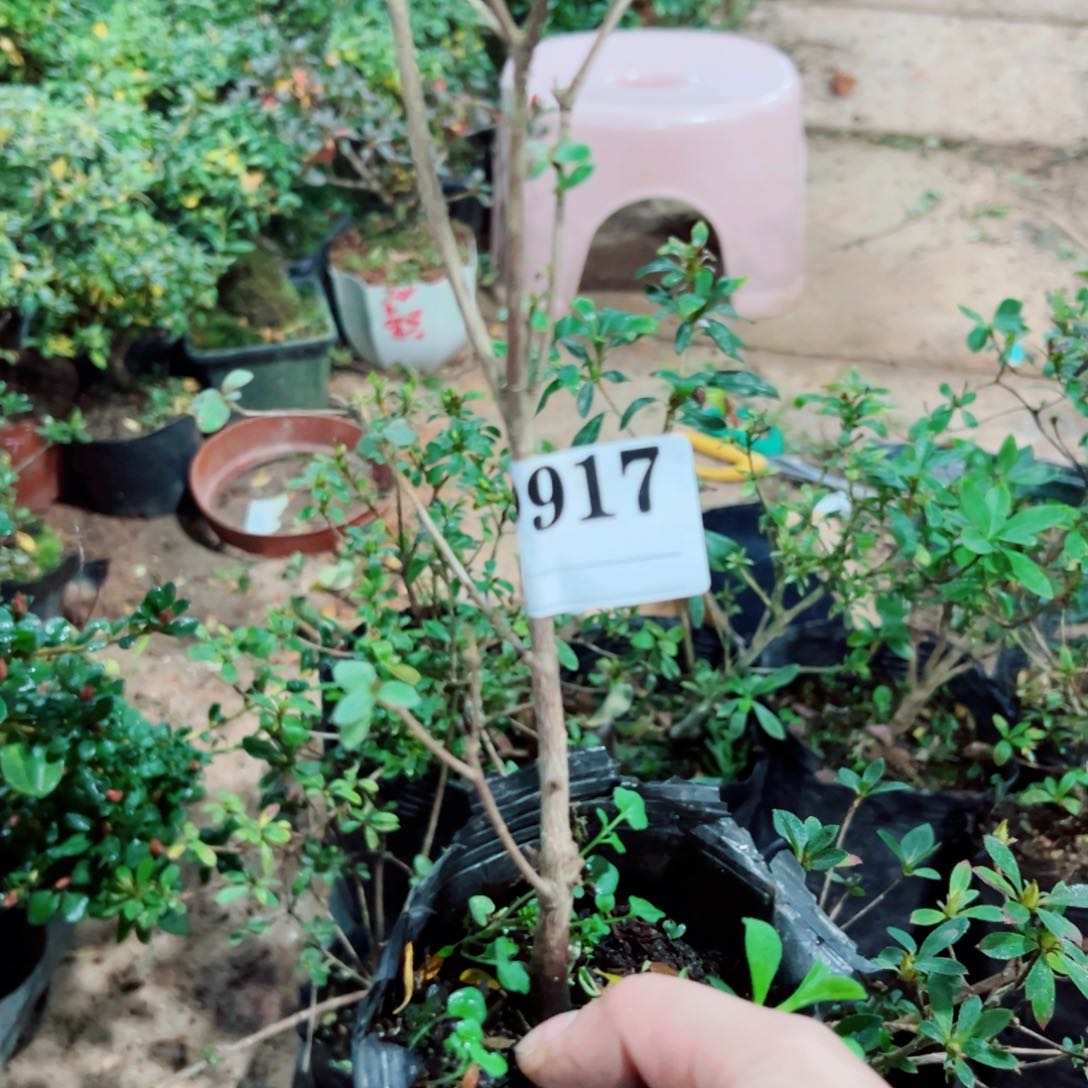 完全开放谷**蟄杜鹃花科植物有花