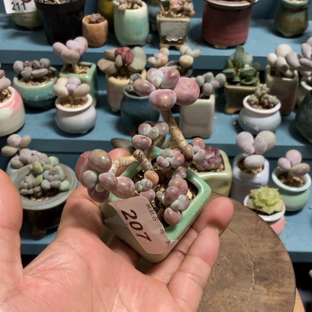 栀****腰子桃蛋18带盆发货