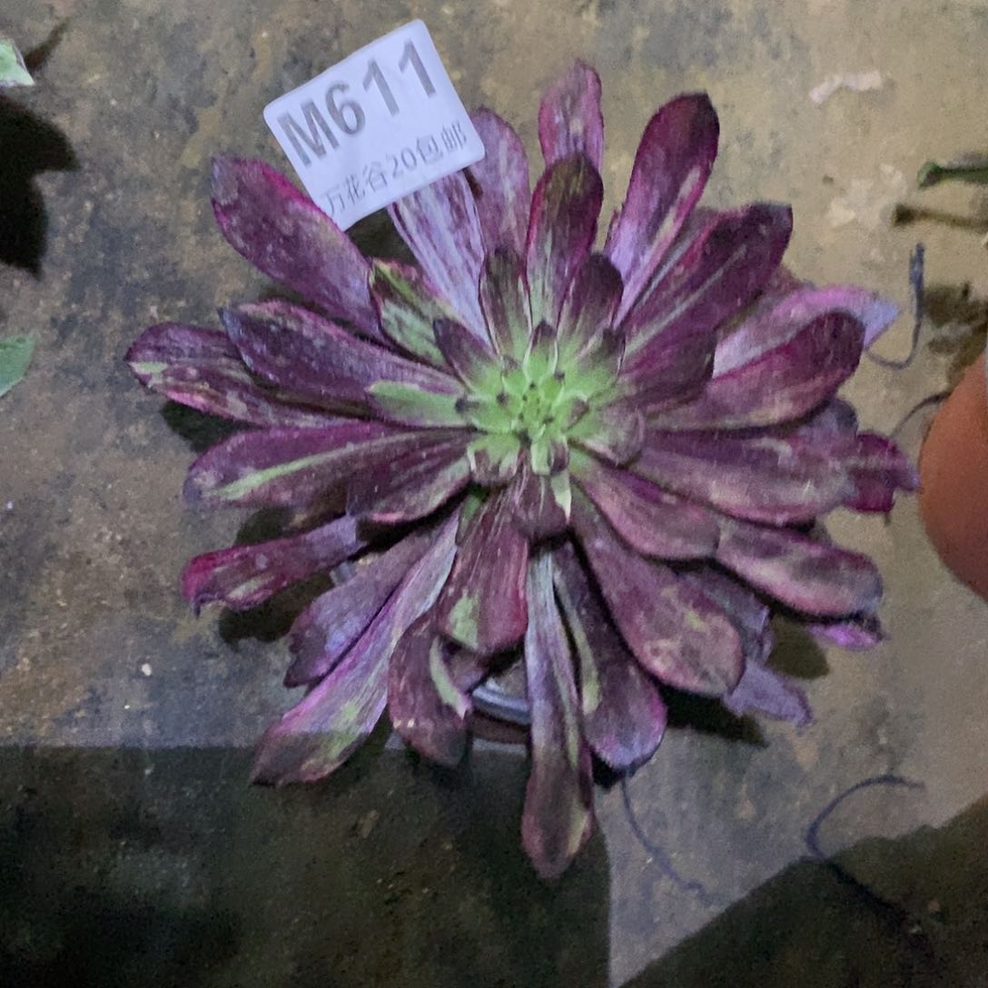 611繁花多肉植物