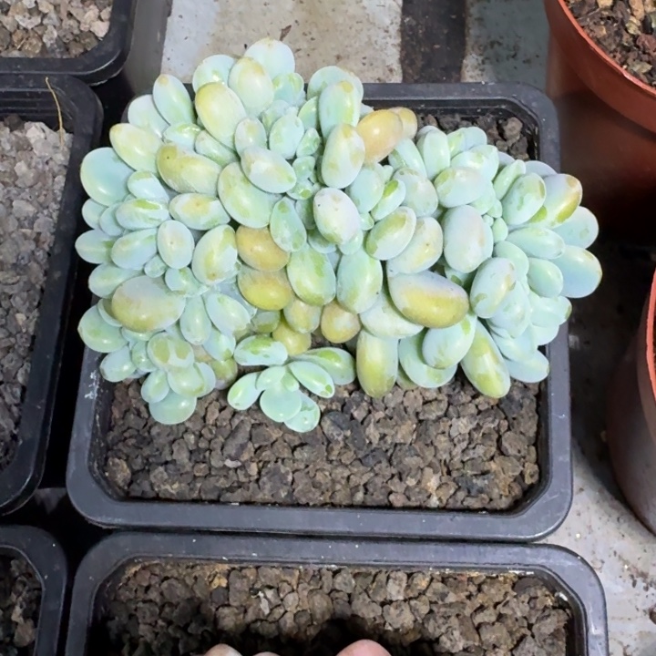 洛神 缀化 一物一拍