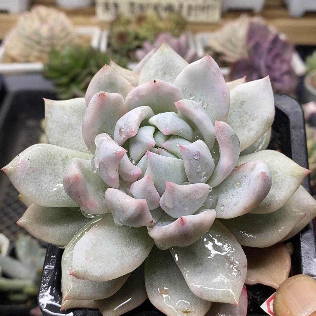 1184 粉蓝鸟覆轮锦 需延时发货