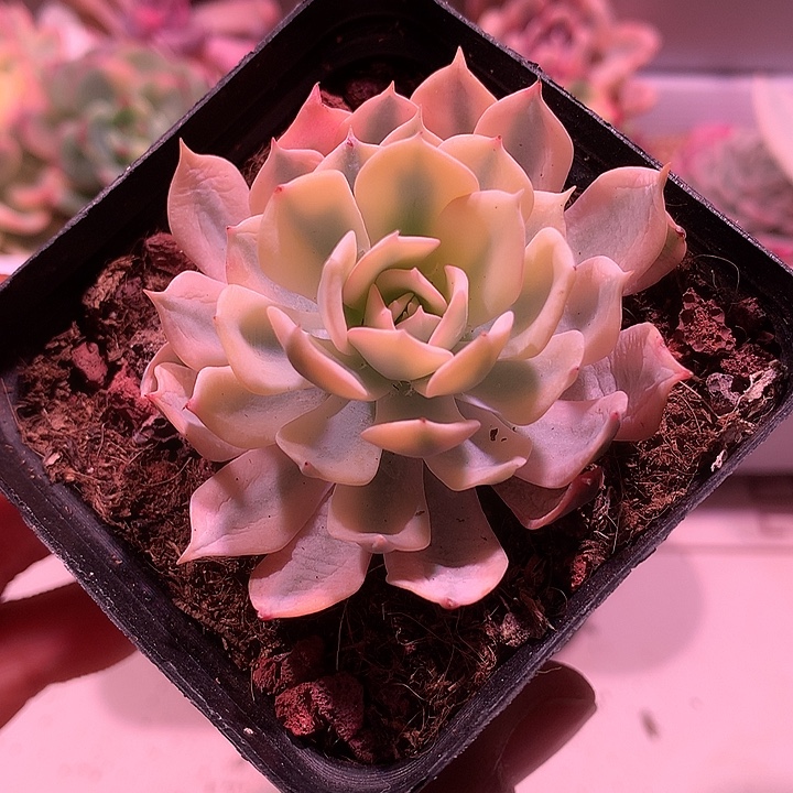 薄叶蓝鸟锦锦锦锦锦