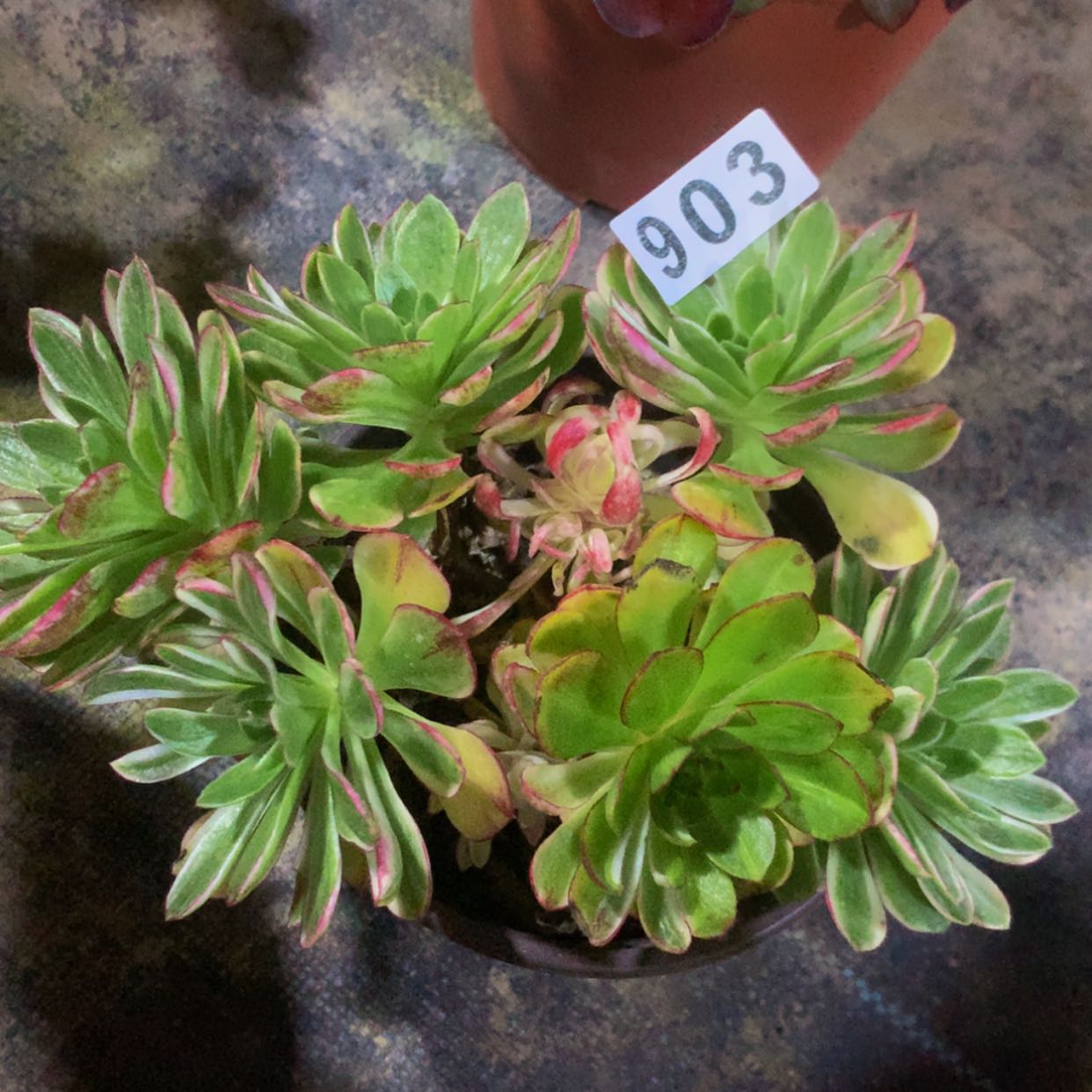 【闪购商品】903海王多肉