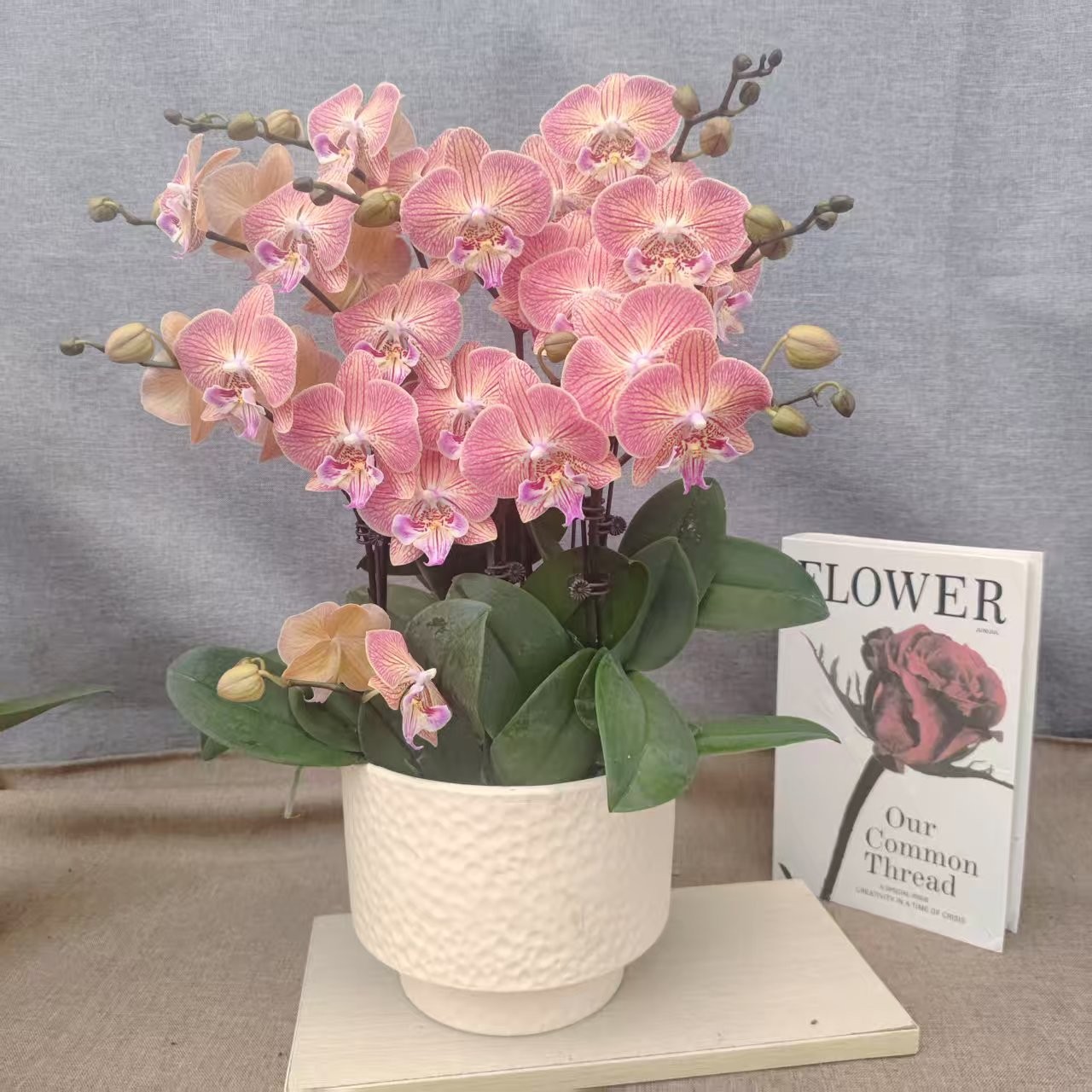 蝴蝶兰【金缕衣】大组盆年宵花鲜花室内种植观赏可带花发货适合送礼