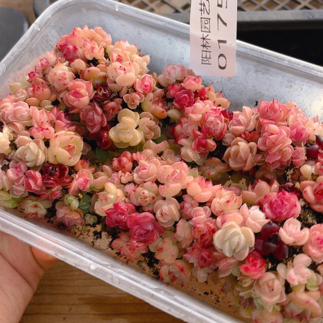 多肉植物多肉植物175