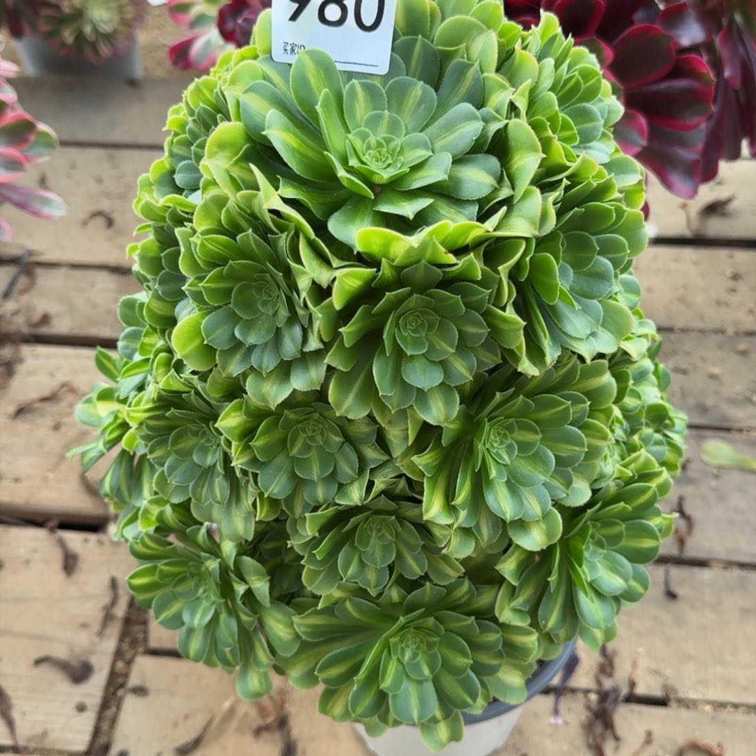 【闪购商品】980多肉