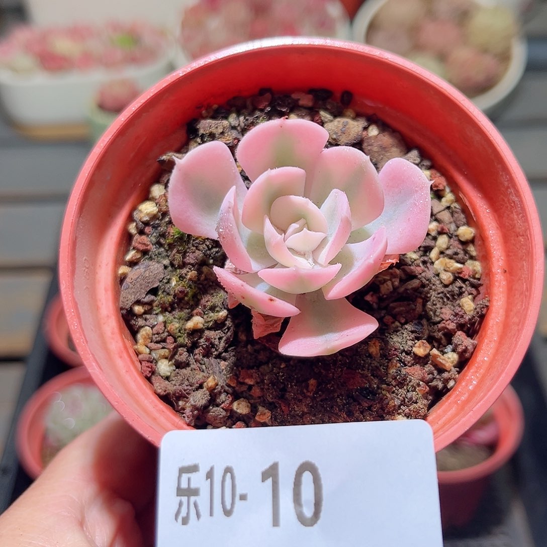 乐10-10 鲁氏锦单头