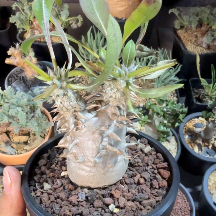 慧比大黑（满2 8包邮）