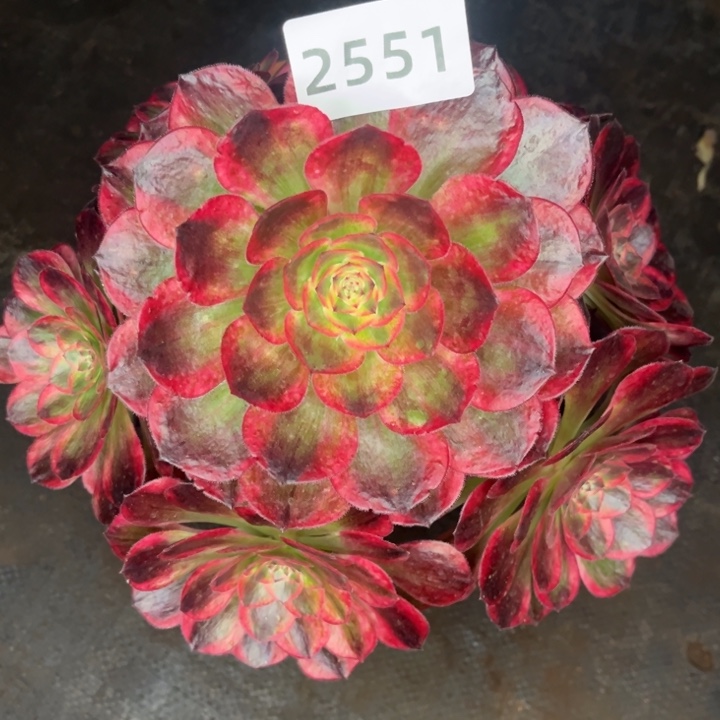 新品赤子心特价多肉