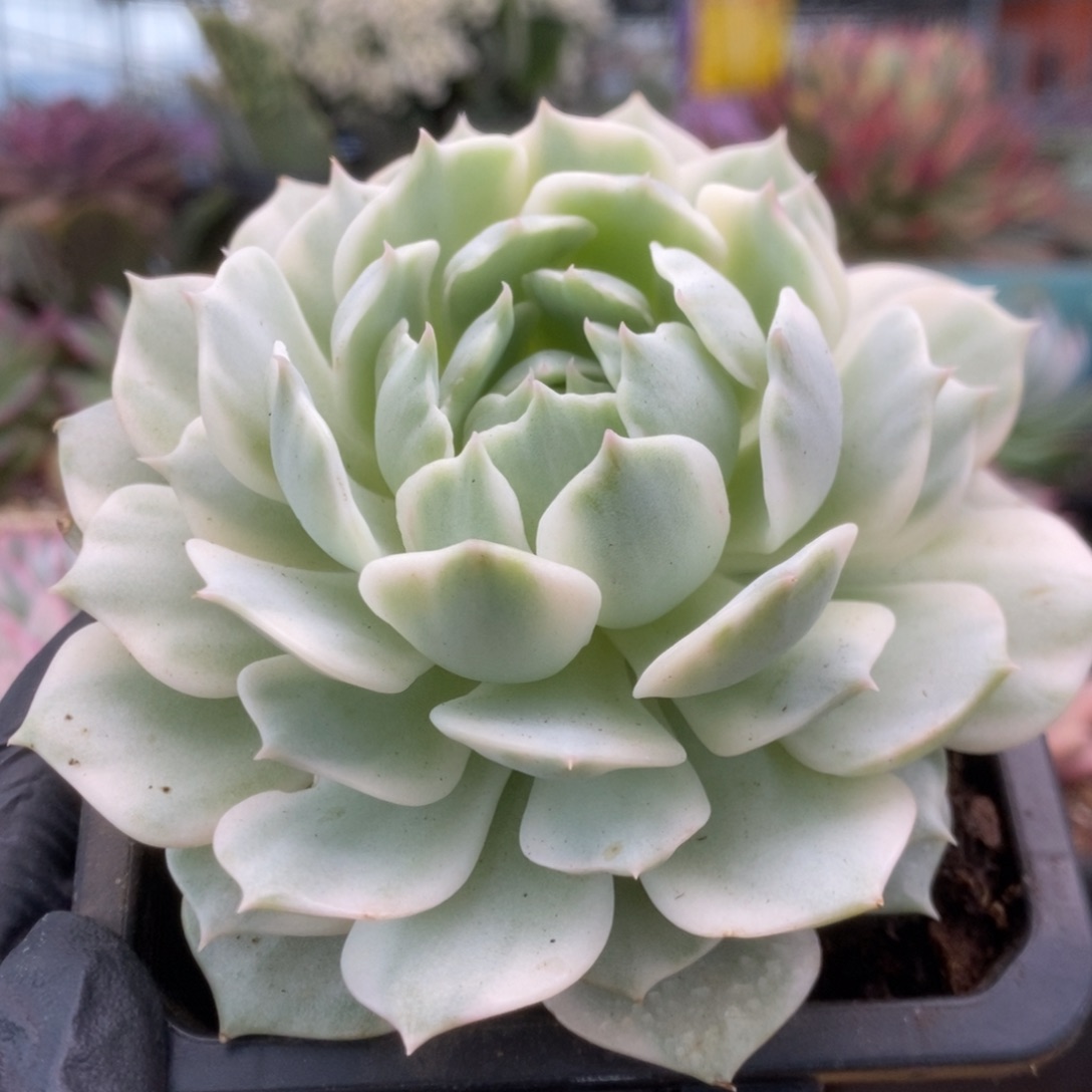 026露娜莲锦锦锦锦锦