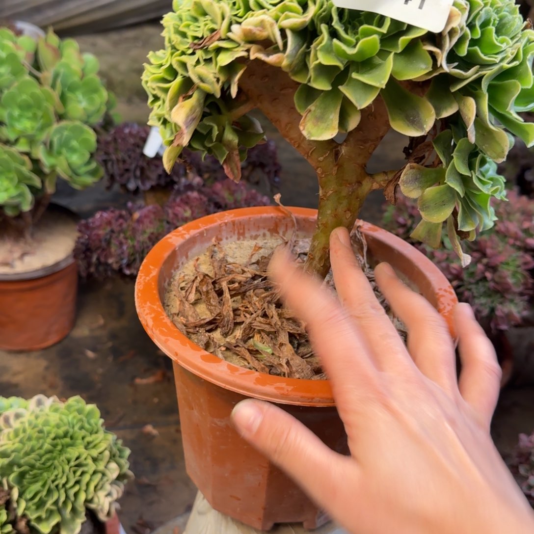 441绿豆沙缀化法师多肉