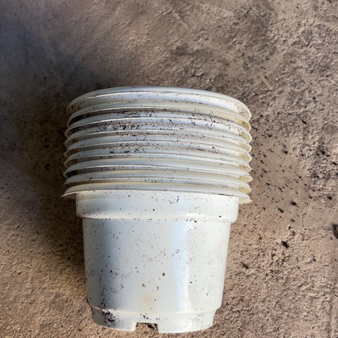 纯白圆盆15口径发40个