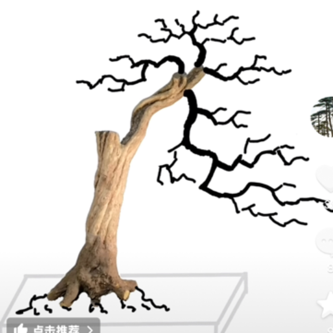 突尼斯大红袍蒙阳地栽盆栽老桩盆景