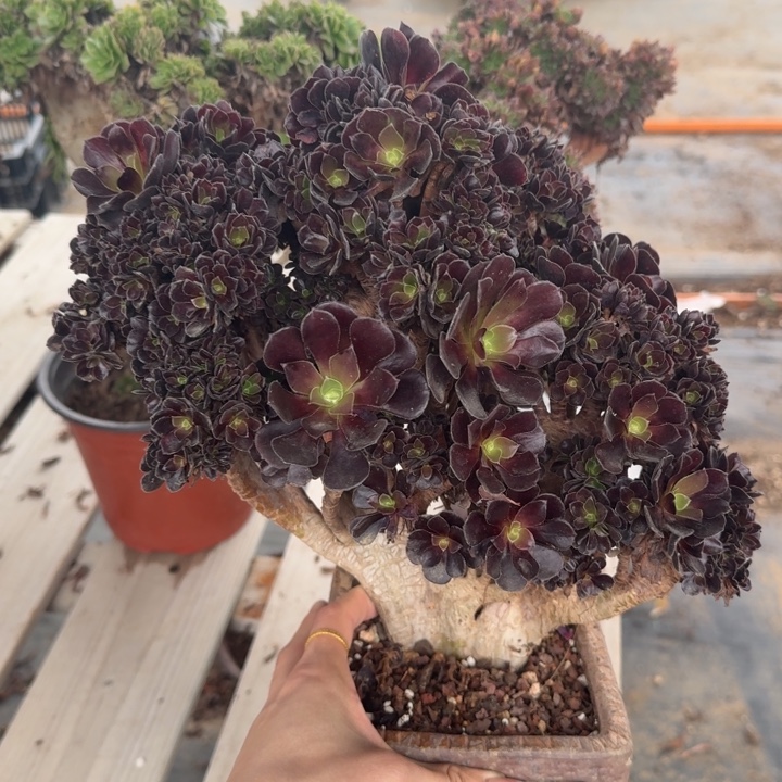 梅花特价默认微瑕52