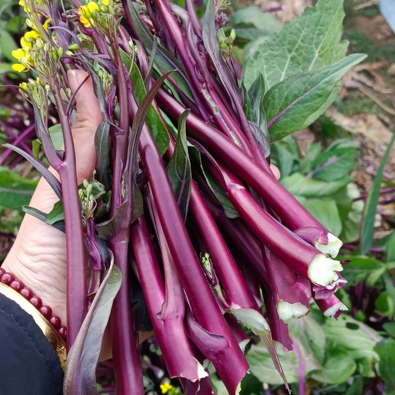 湖南现场收土货农家红菜苔