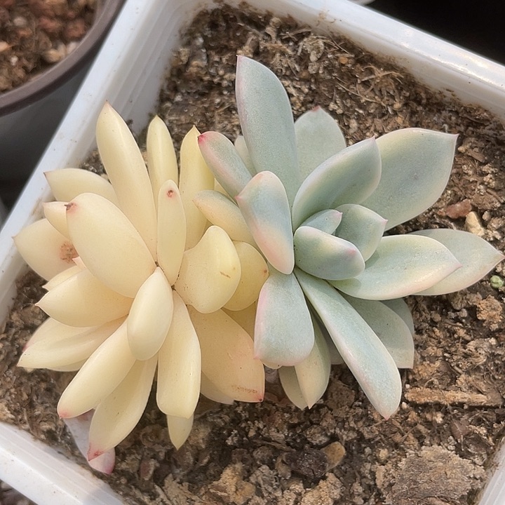 橙梦露锦。锦龙多肉园艺