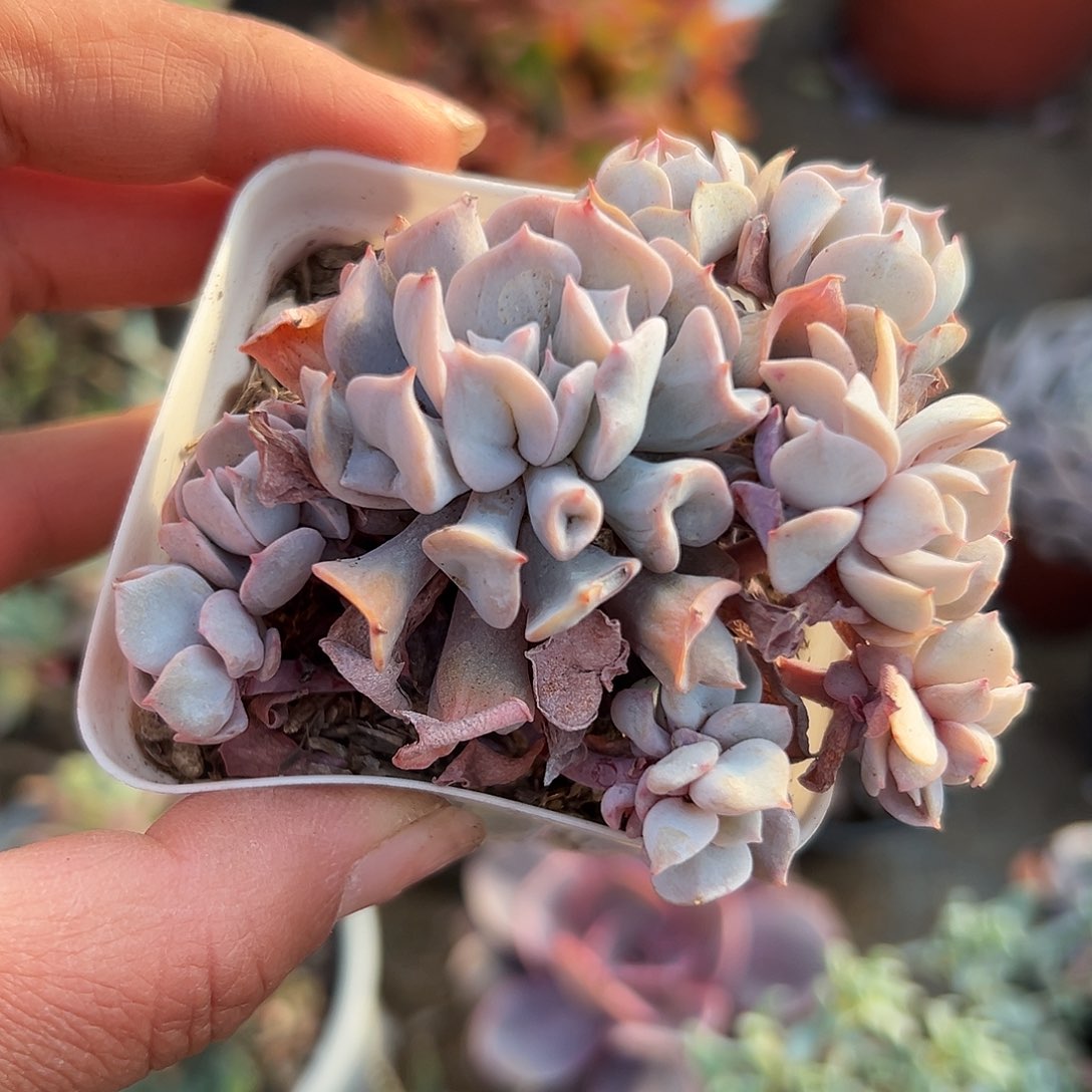 多肉植物多肉植物