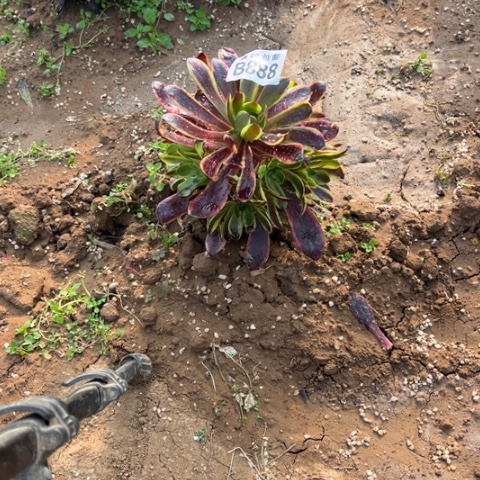 888欧嘉莉不包断枝