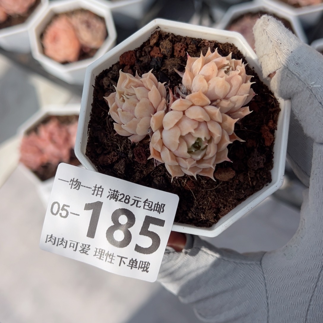 留财多肉多肉多肉多