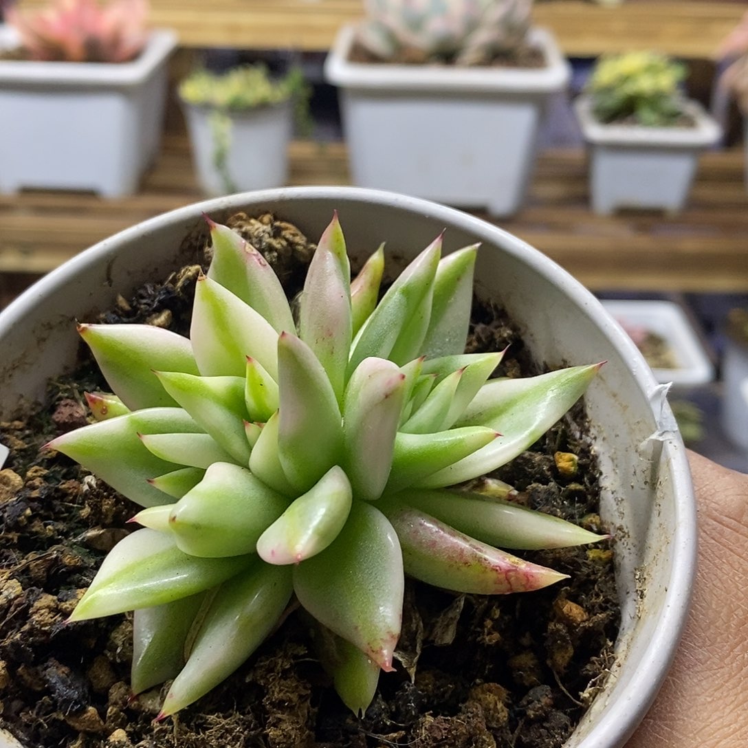 16139 艾克魂宽锦