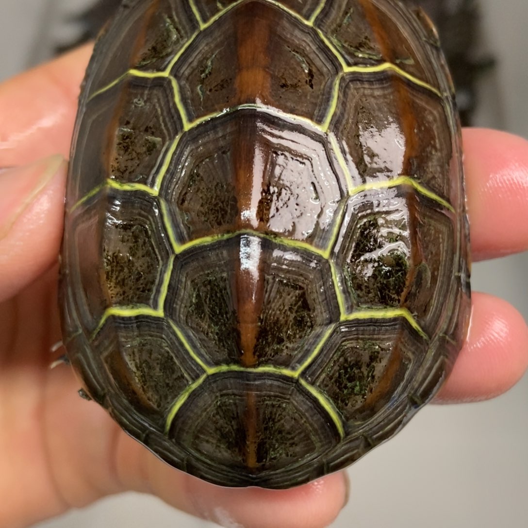 中华草龟公母搭配