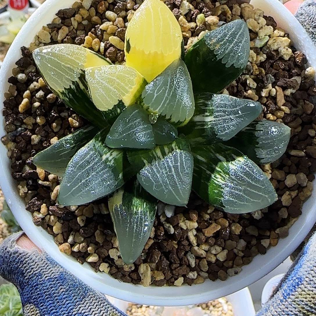 691号克锦 极上斑 7 厘米左右一物一拍带盆发货