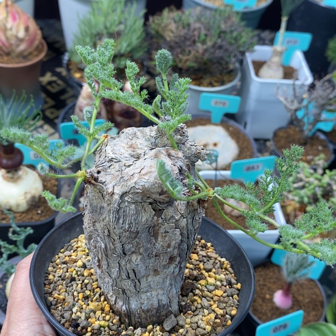 枯木杨奎多肉植物