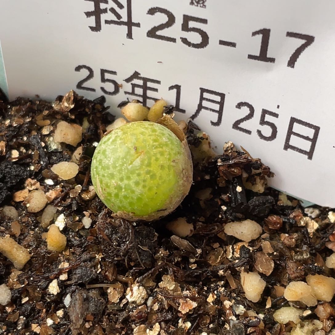 25-17玉米多肉植物