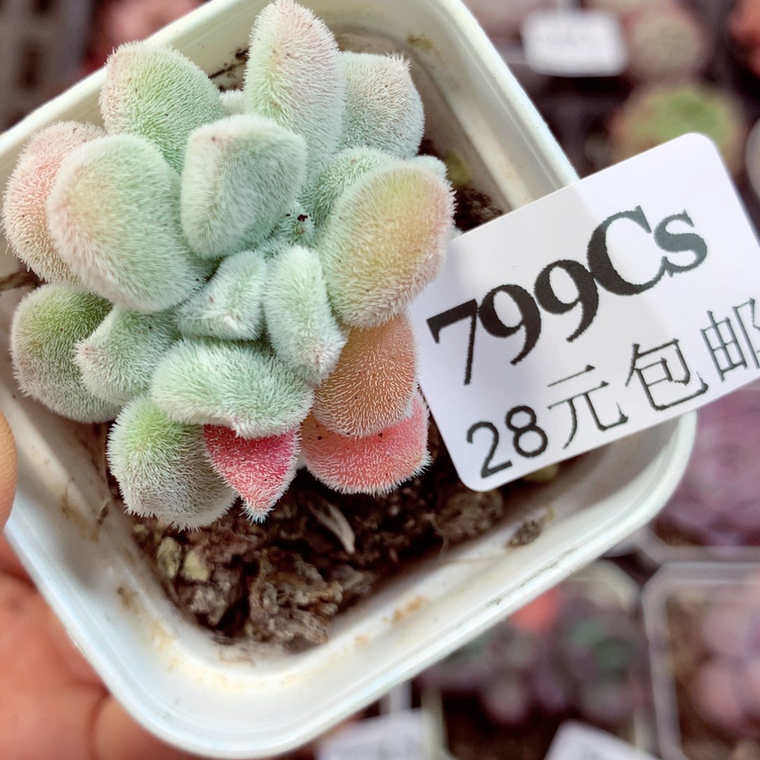 5厘米盆精控多肉799