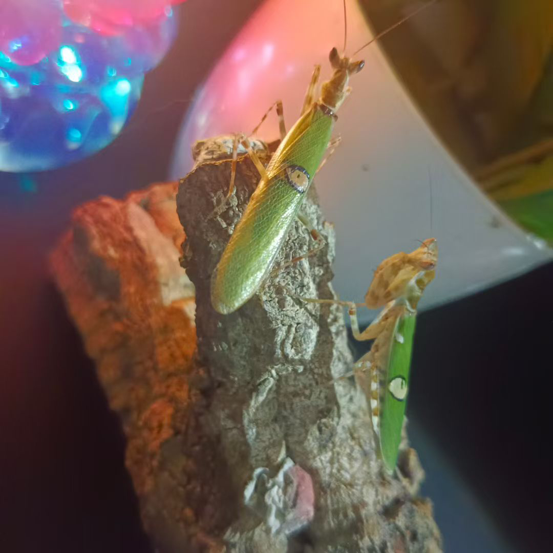 观赏螳螂可作宠物的螳螂眼斑螳螂