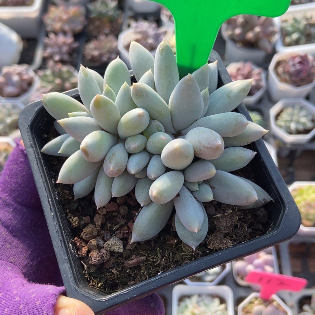 808哥特多肉植物多肉