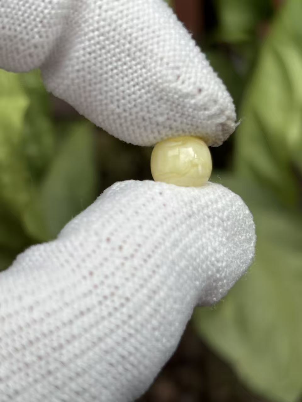 3149天然蜜蜡琥珀老型墩子8.2x7.1mm