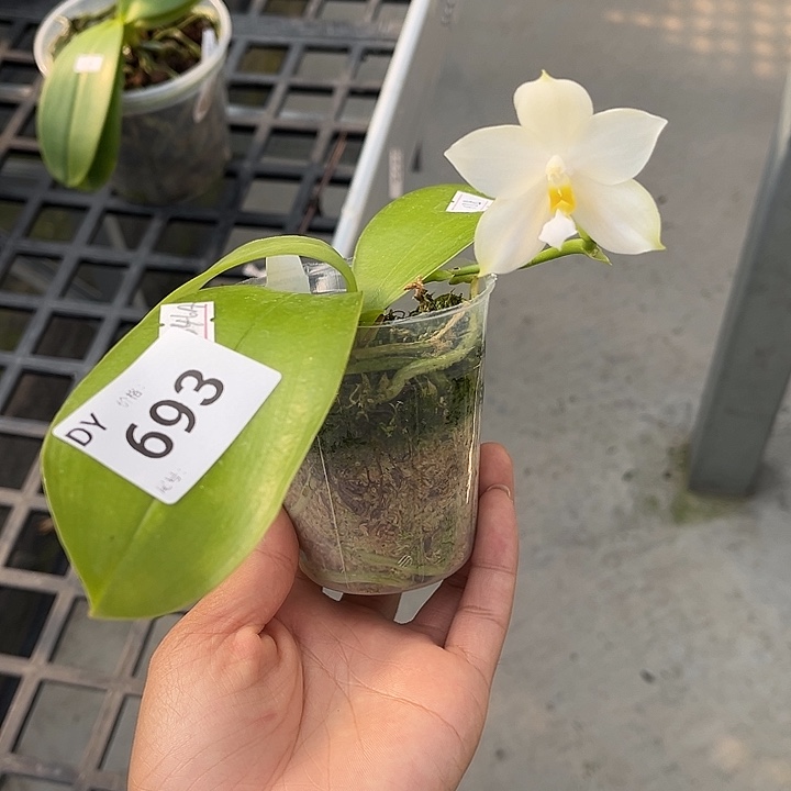 完全开放2.5寸杯BKH2346A
