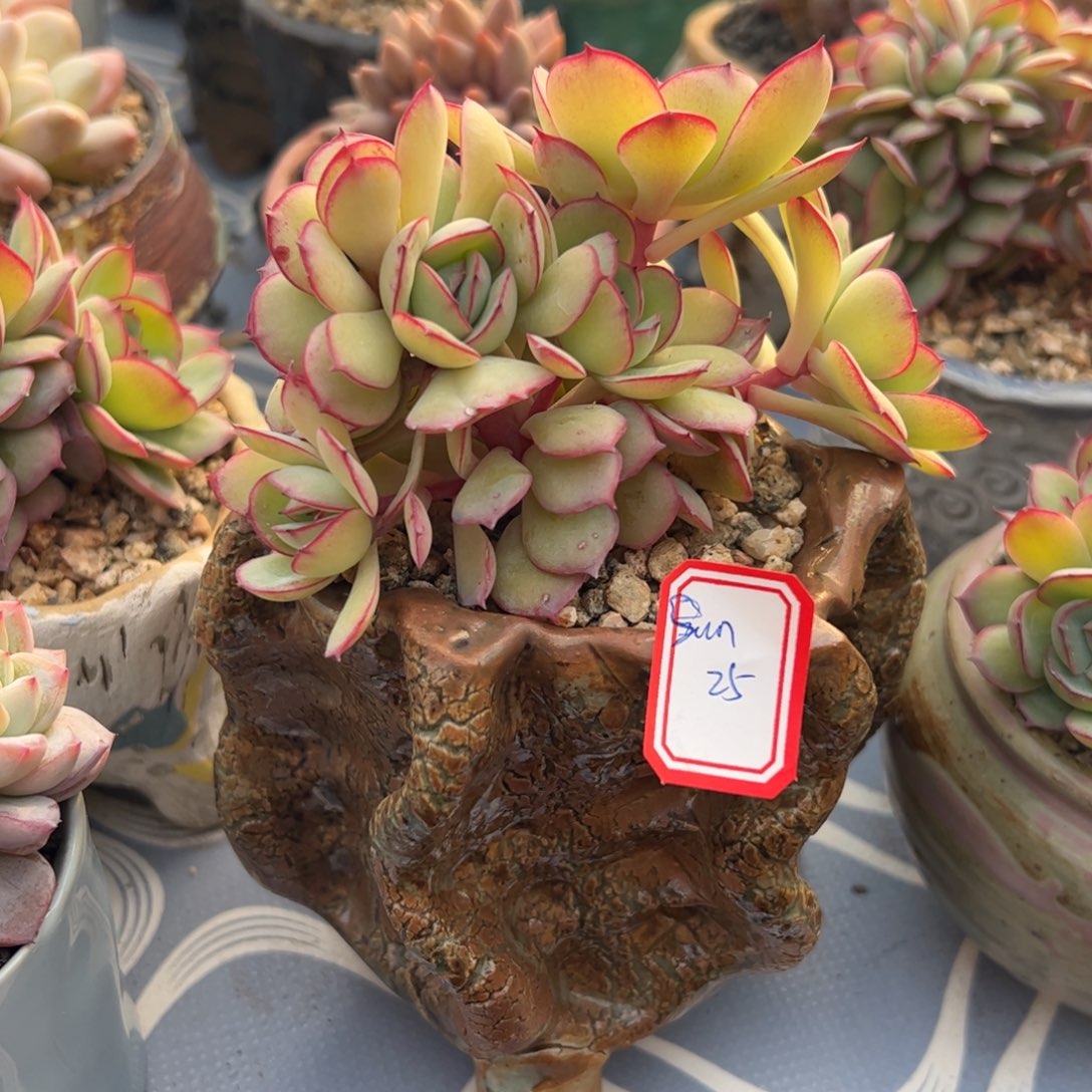 多肉植物多肉植物