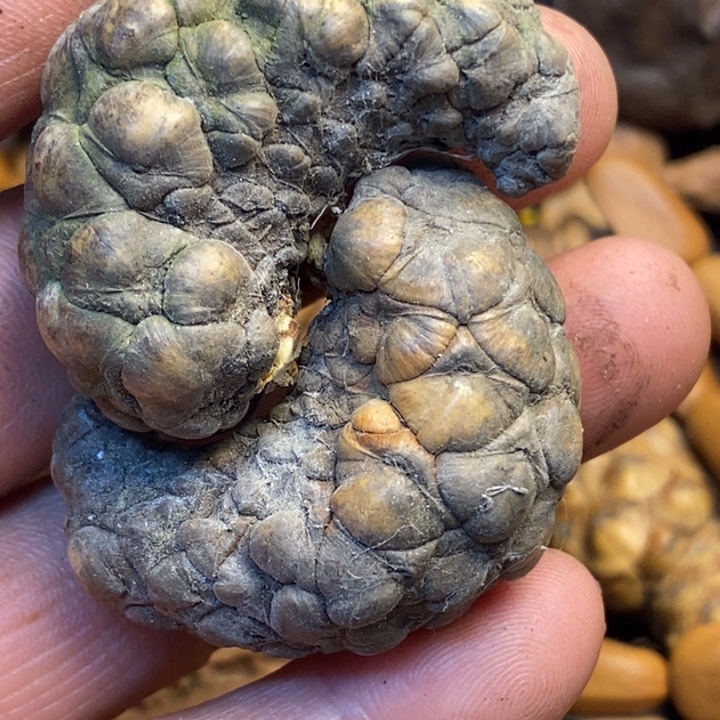 文玩核桃吊坠娜姐220