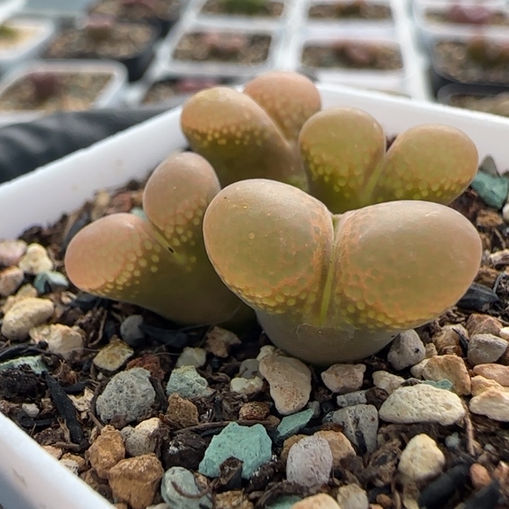 多肉植物红风铃36号