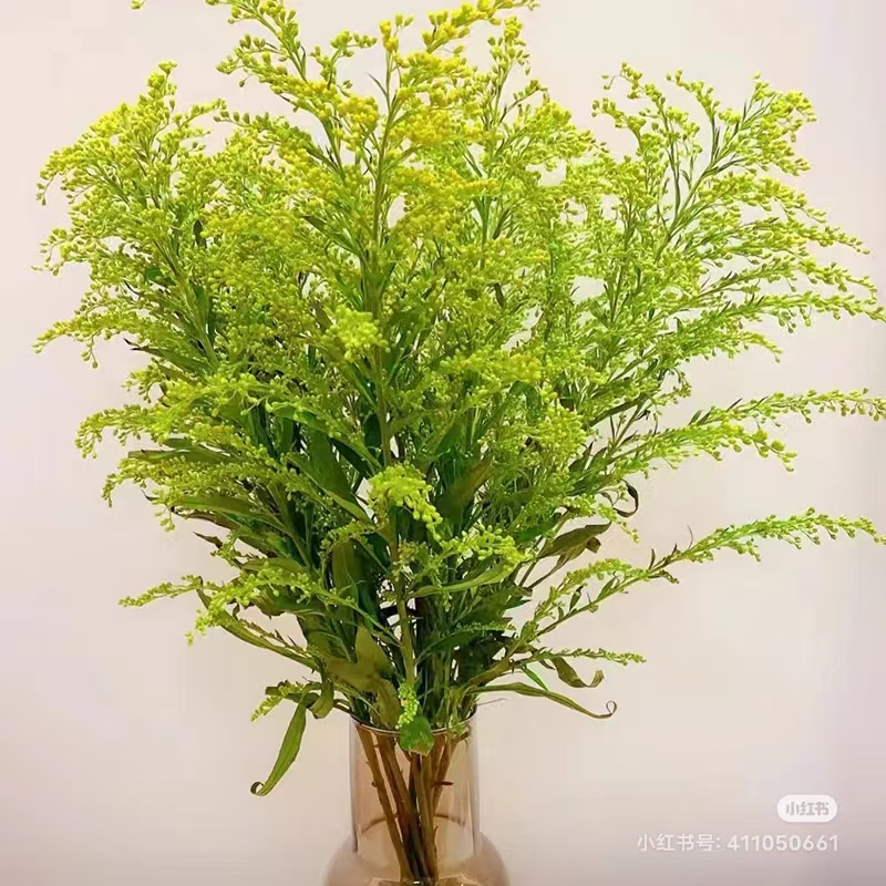 黄莺配草云南鲜花基地发货